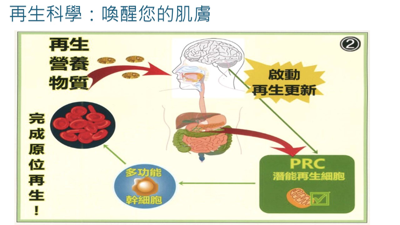 LifeRegen公司介紹