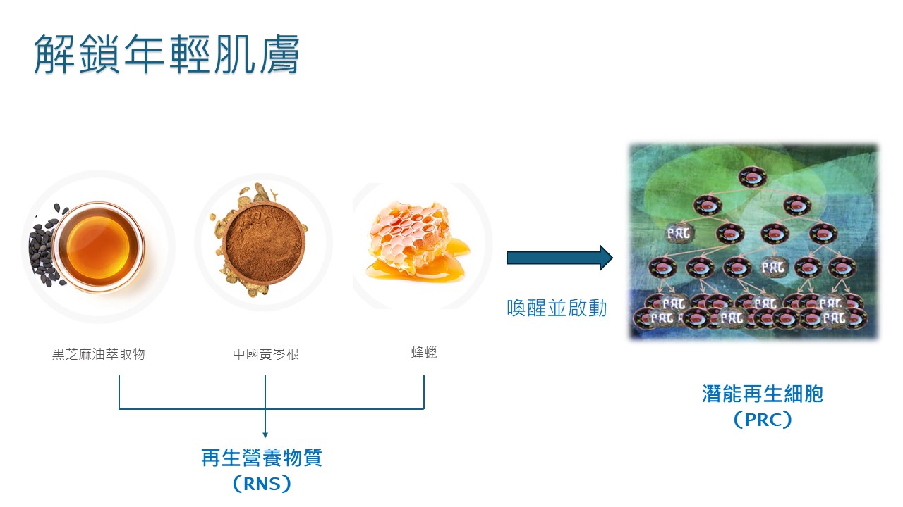 LifeRegen公司介紹